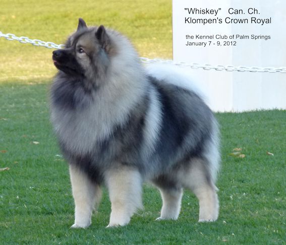 Whiskey at 18 months of age